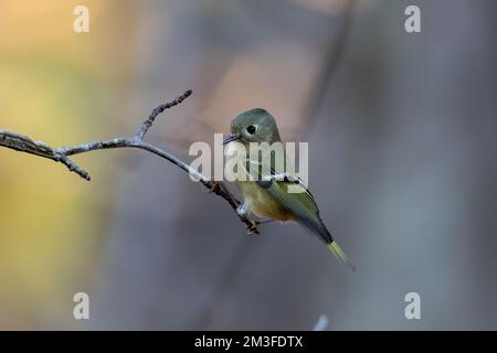 Ein blauköpfiger Vireo auf dem Ast Stockfoto