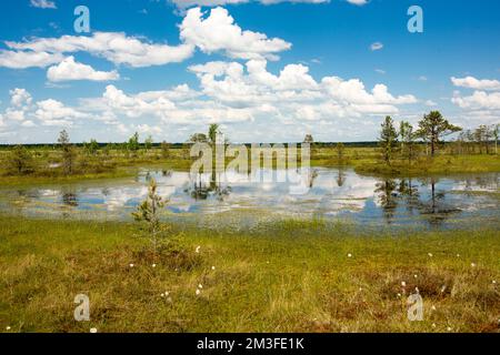 Sümpfe. Weißrussische Sümpfe sind die Lungen Europas. Ökologisches Reservat Yelnya. Stockfoto