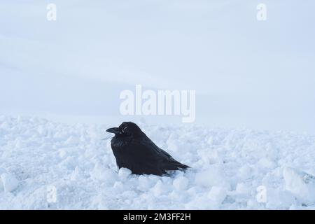 Gewöhnlicher Rabe Winter Stockfoto