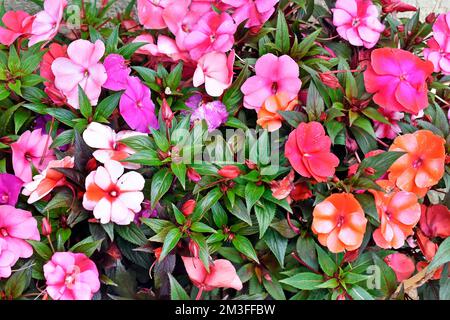 Neue Guinea-Impatiens-Blumen im Garten Stockfoto