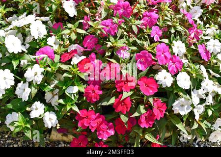 Neue Guinea-Impatiens-Blumen im Garten Stockfoto