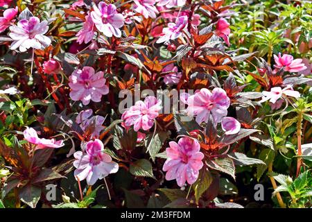 Neue Guinea-Impatiens-Blumen im Garten Stockfoto