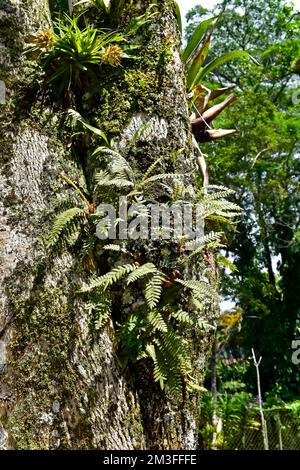 Farne auf Baumstamm in Teresopolis, Rio de Janeiro, Brasilien Stockfoto