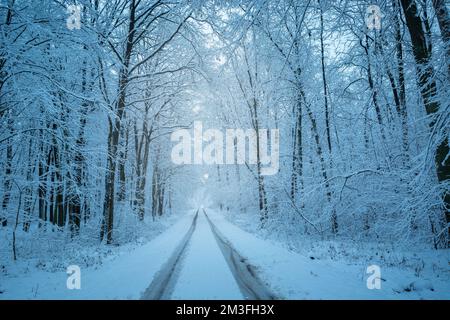 Eine begrabene Straße in einem Winterschneewald, Ostpolen Stockfoto
