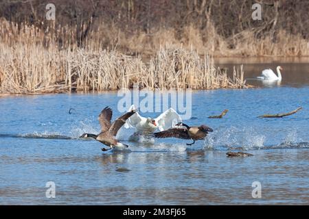 Ein stummer Schwan greift zwei Gänse an, die sich ihrem Nest nähern. Stockfoto