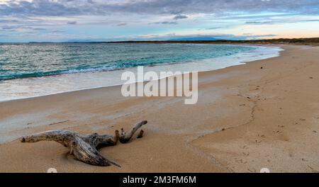 Eine weiße sandige Bucht mit türkisfarbenem Wasser und Treibholz an der Westküste Sardiniens im Abendlicht Stockfoto