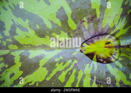 Wasserwürfel auf Lotusblättern Stockfoto