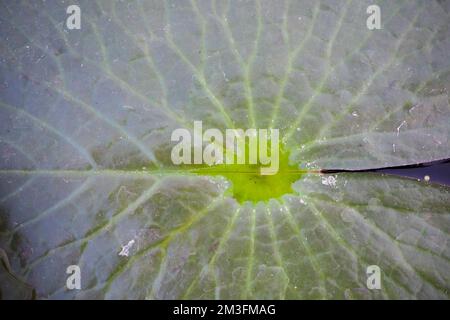 Wasserwürfel auf Lotusblättern Stockfoto