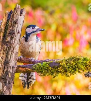 Hoch Sitzender, Großer, Gepunkteter Specht Stockfoto