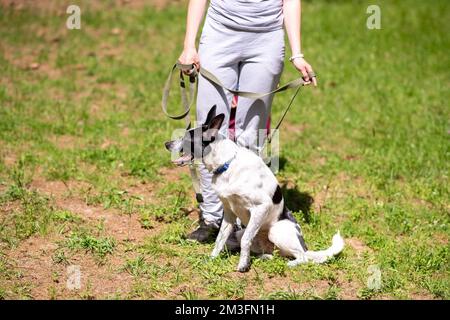 Süßer Bastard-Hund sitzt auf dem Gras neben dem Besitzer. Hochwertiges Foto Stockfoto