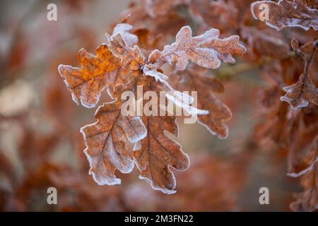 Braune Eichenblätter auf Bäumen, bedeckt mit Heufrost Stockfoto