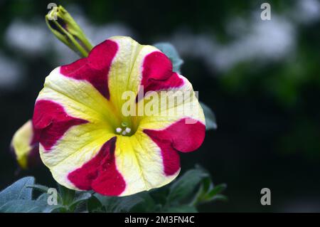 Einzelne rosafarbene/gelbe zweifarbige Petunia Hybrida „Amore Queen of Hearts“ Blumen, die an einer Grenze in einem englischen Landgarten, Lancashire, England, Großbritannien, angebaut werden. Stockfoto