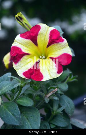 Einzelne rosafarbene/gelbe zweifarbige Petunia Hybrida „Amore Queen of Hearts“ Blumen, die an einer Grenze in einem englischen Landgarten, Lancashire, England, Großbritannien, angebaut werden. Stockfoto