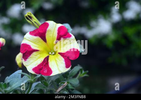 Einzelne rosafarbene/gelbe zweifarbige Petunia Hybrida „Amore Queen of Hearts“ Blumen, die an einer Grenze in einem englischen Landgarten, Lancashire, England, Großbritannien, angebaut werden. Stockfoto