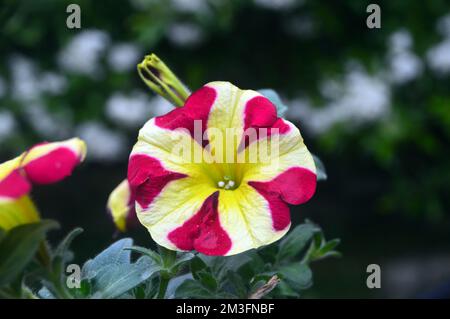 Einzelne rosafarbene/gelbe zweifarbige Petunia Hybrida „Amore Queen of Hearts“ Blumen, die an einer Grenze in einem englischen Landgarten, Lancashire, England, Großbritannien, angebaut werden. Stockfoto