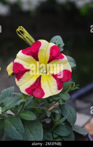 Einzelne rosafarbene/gelbe zweifarbige Petunia Hybrida „Amore Queen of Hearts“ Blumen, die an einer Grenze in einem englischen Landgarten, Lancashire, England, Großbritannien, angebaut werden. Stockfoto