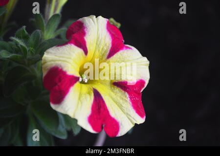 Einzelne rosafarbene/gelbe zweifarbige Petunia Hybrida „Amore Queen of Hearts“ Blumen, die an einer Grenze in einem englischen Landgarten, Lancashire, England, Großbritannien, angebaut werden. Stockfoto