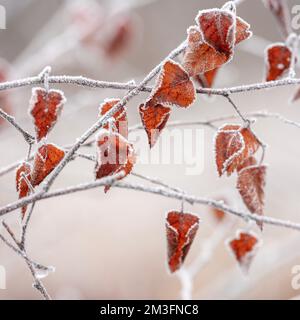 Heidenfrost auf Buche vergeht im frühen Winter oder Spätherbst Stockfoto