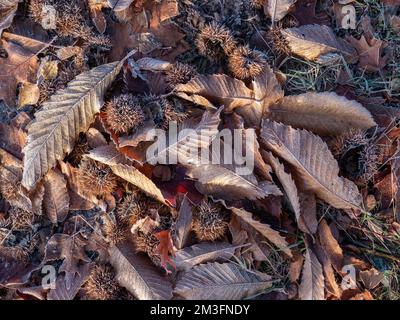 Muster von trockenen Kastanienblättern, die am Wintertag im Wald mit Riman bedeckt sind Stockfoto