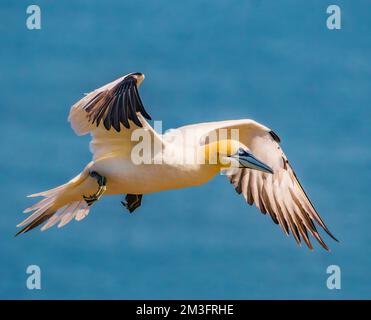 Basstölpel im Flug Stockfoto