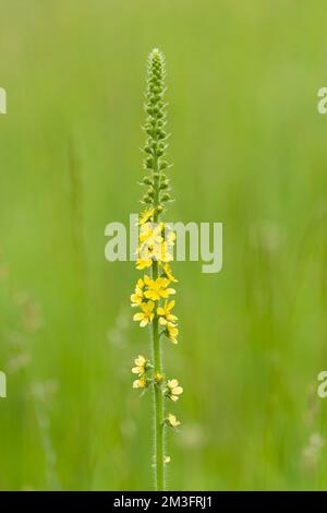 Gemeine Agrimonie (Agrimonia eupatoria) in Blüten in den Polden Hills, Somerset, England. Stockfoto