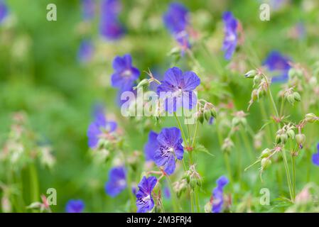 Meadow Crane's-Bill (Geranium pratense) in Blume in den Polden Hills, Somerset, England. Stockfoto