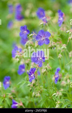 Meadow Crane's-Bill (Geranium pratense) in Blume in den Polden Hills, Somerset, England. Stockfoto