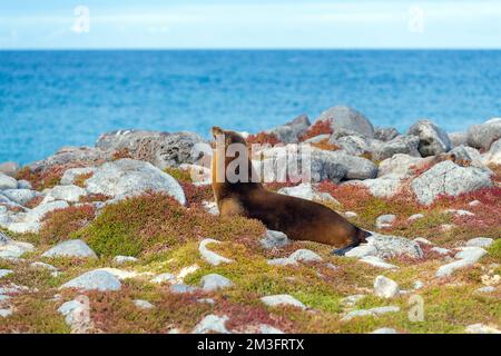 Galapagos Sea Lion (Zalophus Wollebaeki) Alpha Male kontrolliert seinen Strand und seine Küste, South Plaza Insel, Galapagos Nationalpark, Ecuador. Stockfoto