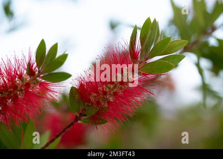 Callistemon citrinus, Melaleuca citrina, gemeines Rot, purpurrot in Blüte Stockfoto