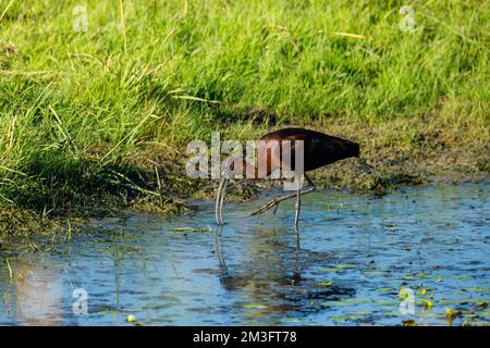 Ein schwarzes Ibis in den Sümpfen des Donaudeltas Stockfoto