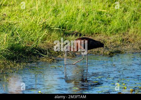 Ein schwarzes Ibis in den Sümpfen des Donaudeltas Stockfoto