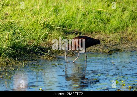 Ein schwarzes Ibis in den Sümpfen des Donaudeltas Stockfoto