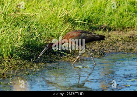 Ein schwarzes Ibis in den Sümpfen des Donaudeltas Stockfoto