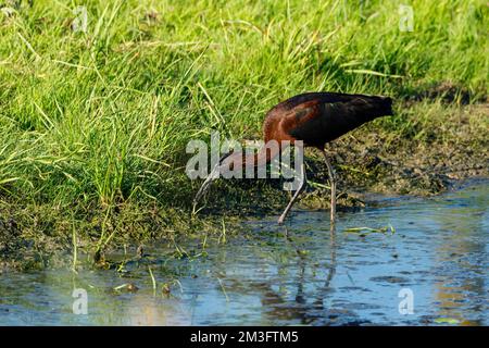 Ein schwarzes Ibis in den Sümpfen des Donaudeltas Stockfoto