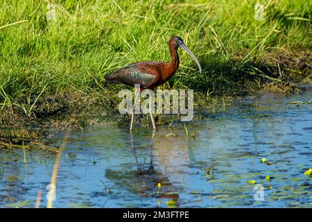 Ein schwarzes Ibis in den Sümpfen des Donaudeltas Stockfoto