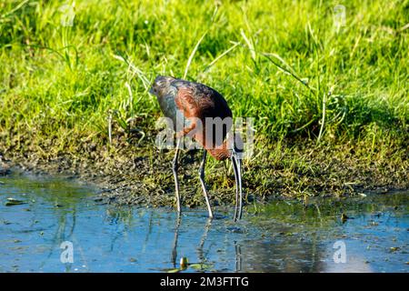 Ein schwarzes Ibis in den Sümpfen des Donaudeltas Stockfoto