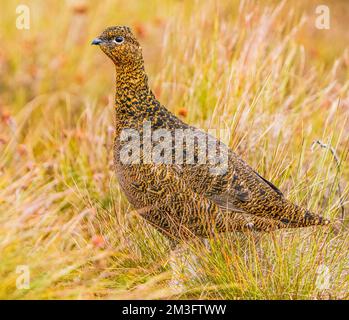 Moorschneehuhn Stockfoto