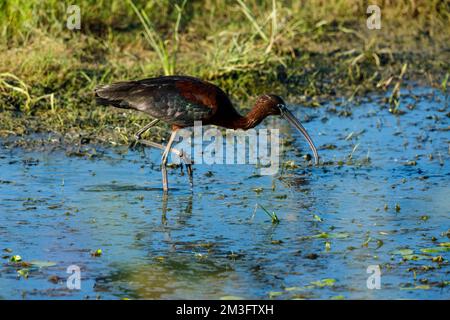 Ein schwarzes Ibis in den Sümpfen des Donaudeltas Stockfoto