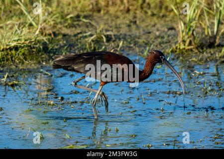 Ein schwarzes Ibis in den Sümpfen des Donaudeltas Stockfoto