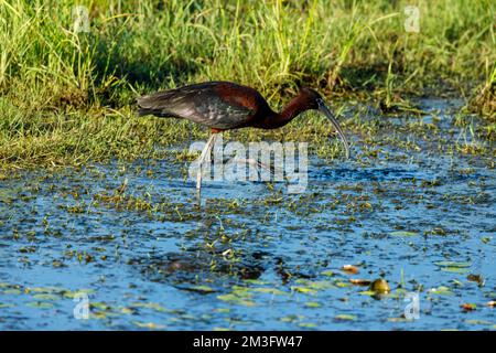 Ein schwarzes Ibis in den Sümpfen des Donaudeltas Stockfoto