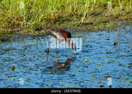 Ein schwarzes Ibis in den Sümpfen des Donaudeltas Stockfoto