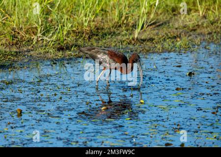 Ein schwarzes Ibis in den Sümpfen des Donaudeltas Stockfoto