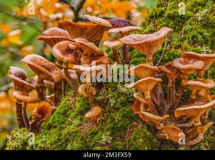 Dunkler Honigpilz Stockfoto