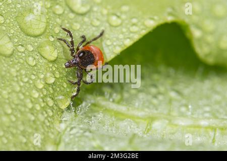 Gefährliche weibliche Hirschzecke, die in Tautropfen nasser Blätter krabbelt. Ixodes ricinus oder scapularis. Nahaufnahme der parasitären Milbe auf naturgrünem Regenhintergrund. Stockfoto