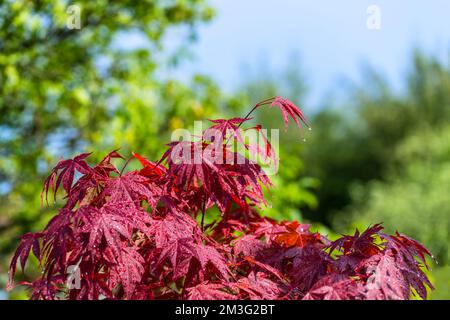 Nahaufnahme von roten japanischen Ahornblättern mit Wassertropfen in der SommerNatur. Acer palmatum. Wunderschöne Zierbaumdetails mit Tautropfen unter blauem Himmel. Stockfoto