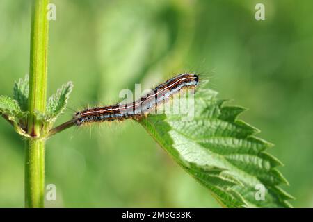 Nahaufnahme, Ringlet Motte (Malacosoma neustria), Caterpillar, Colourful, Butterfly, Plant, Die Raupe der Ringelmotte sitzt auf einem grünen Blatt Stockfoto
