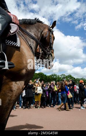 Ein Polizeipferd beobachtet die Menschenmassen beim Trooping the Colour on the Mall, London, Großbritannien Stockfoto