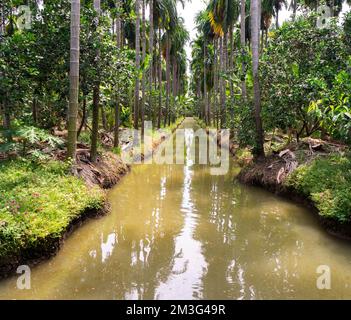 Der Fluss ist auf beiden Seiten von Wäldern umgeben. Stockfoto