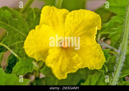 Blühende bittere Melone (Momordica charantia), auch bekannt als bittere Riffelpflanze Stockfoto