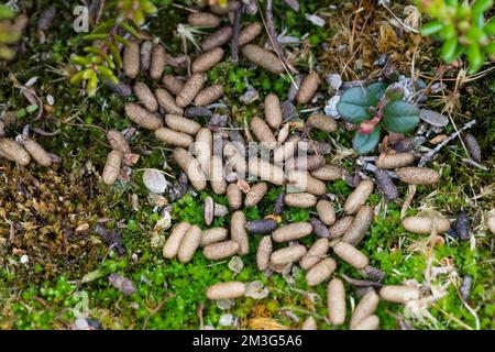 Berglemming, Berg-Lemming, Lemming, Losung, Kot, Kotpillen, Lemmus lemmus, Norwegen Lemming, Norwegische Lemming, Kot Stockfoto